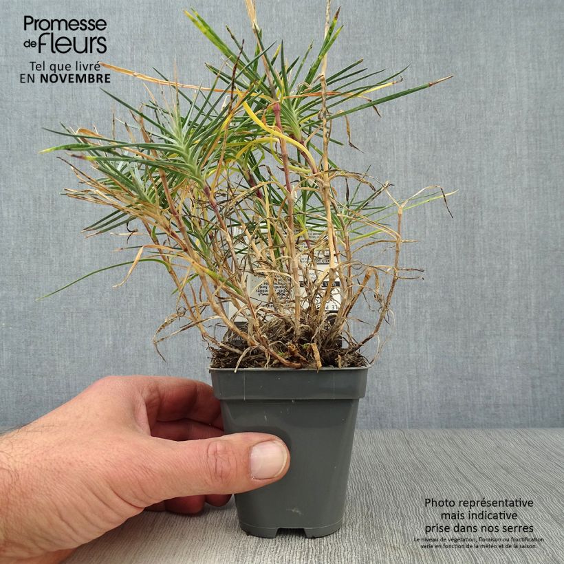 Esemplare di Dianthus plumarius Gran's Favourite - Garofano strisciante Vasetto da 8/9 cm come consegnato in autunno
