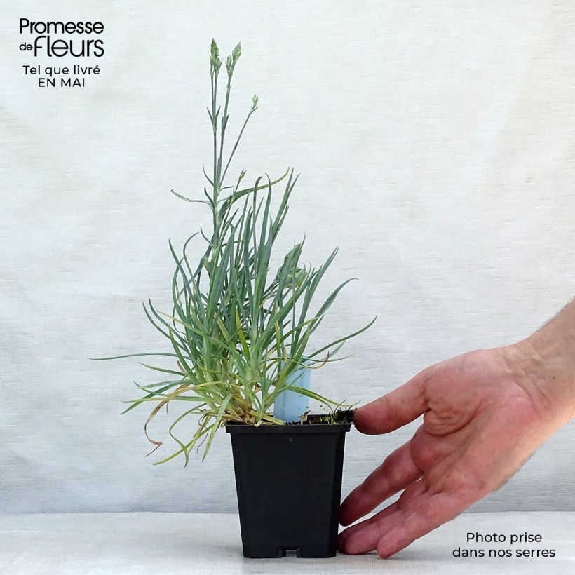 Dianthus plumarius Haytor White - Garofano strisciante Vasetto da 8/9 cm esemplare consegnato in primavera