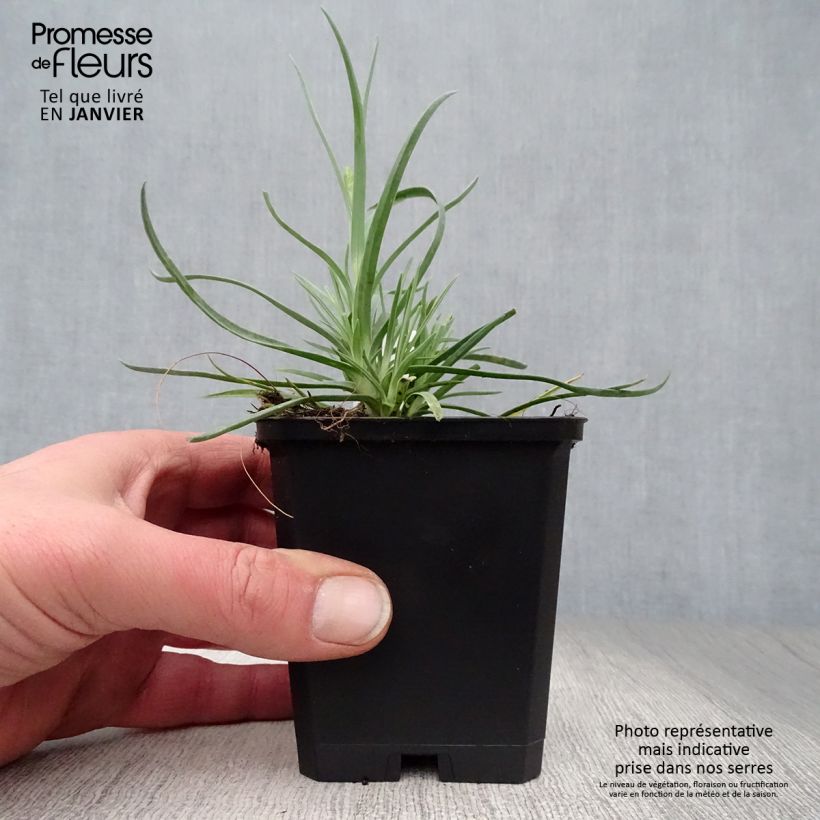 Dianthus plumarius Haytor White - Garofano strisciante Vasetto da 8/9 cm esemplare consegnato in inverno