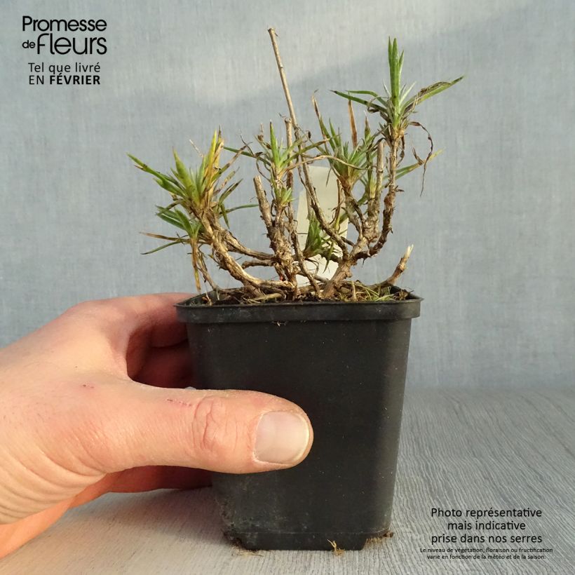 Dianthus plumarius Heidi - Garofano strisciante Vasetto da 8/9 cm esemplare consegnato in inverno