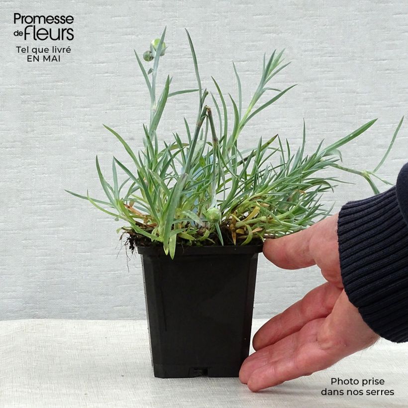 Dianthus plumarius Ine - Garofano strisciante Vasetto da 8/9 cm esemplare consegnato in primavera