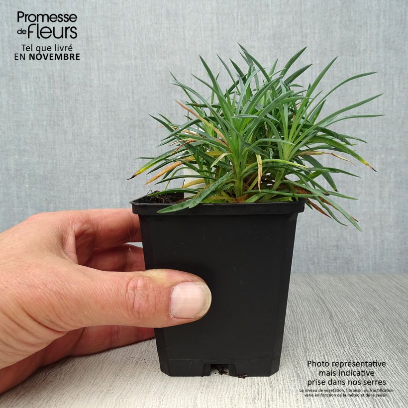Esemplare di Dianthus plumarius Ine - Garofano strisciante Vasetto da 8/9 cm come consegnato in autunno
