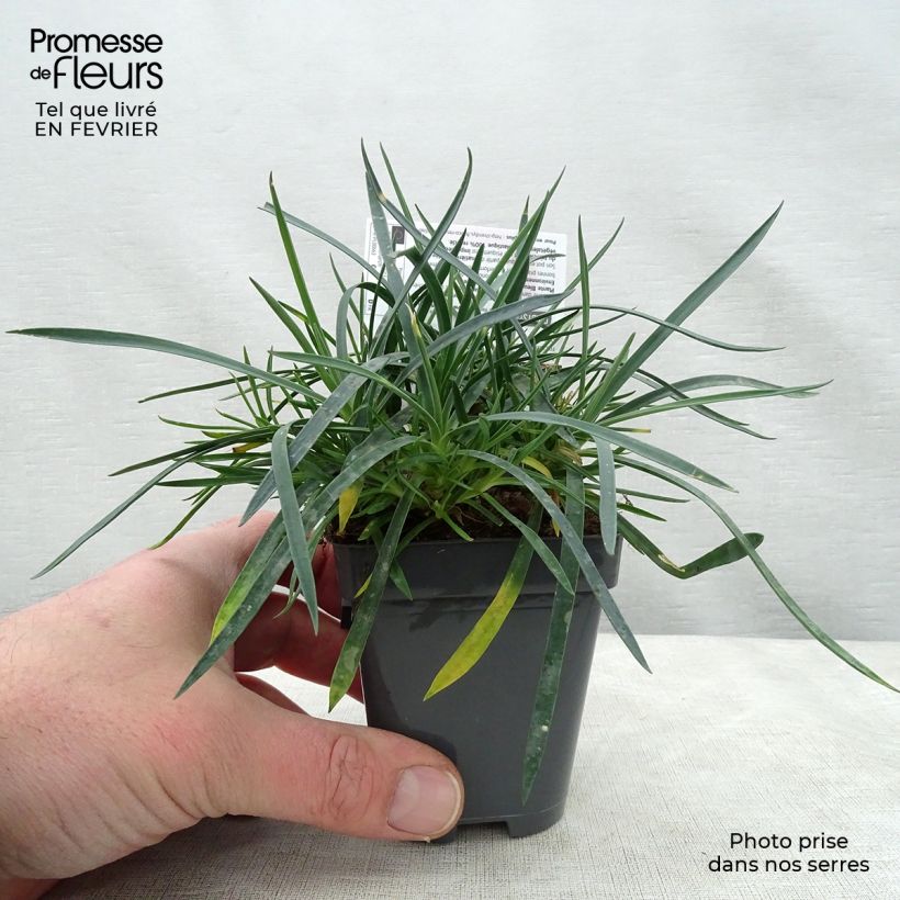 Dianthus plumarius Laced Monarch - Garofano strisciante Vasetto da 8/9 cm esemplare consegnato in inverno