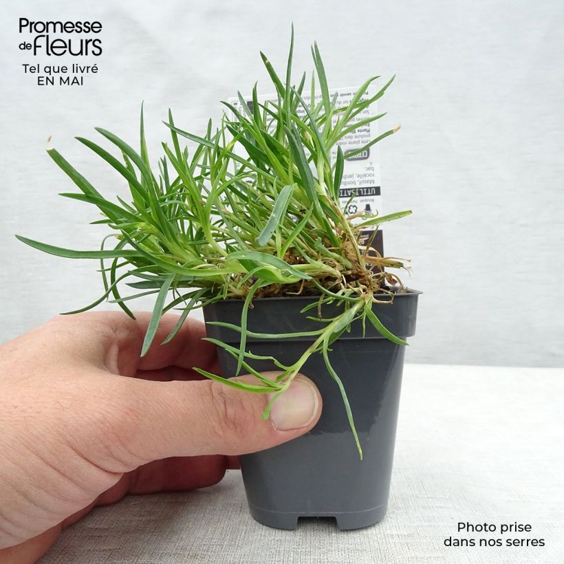 Dianthus plumarius Laced Monarch - Garofano strisciante Vasetto da 8/9 cm esemplare consegnato in primavera