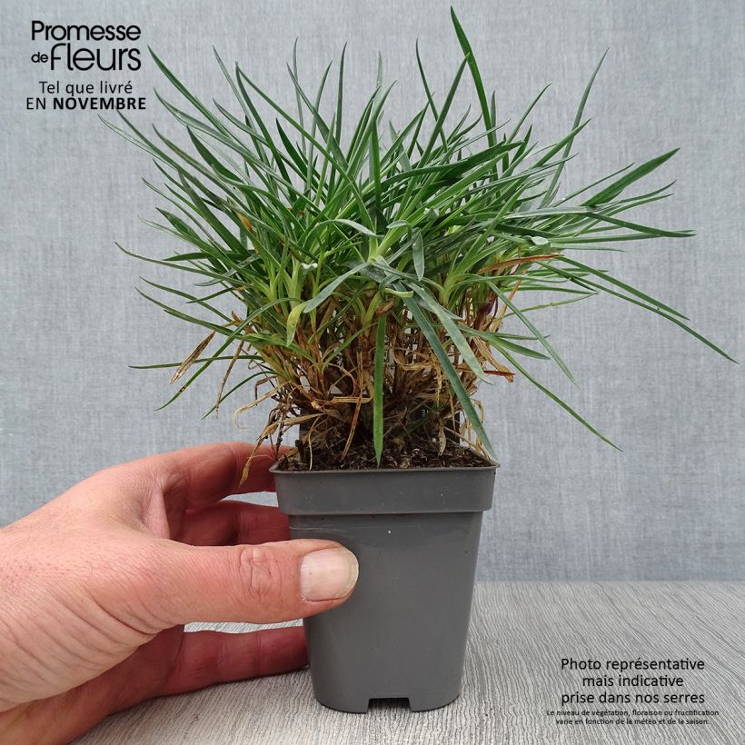 Esemplare di Dianthus plumarius Laced Monarch - Garofano strisciante Vasetto da 8/9 cm come consegnato in autunno