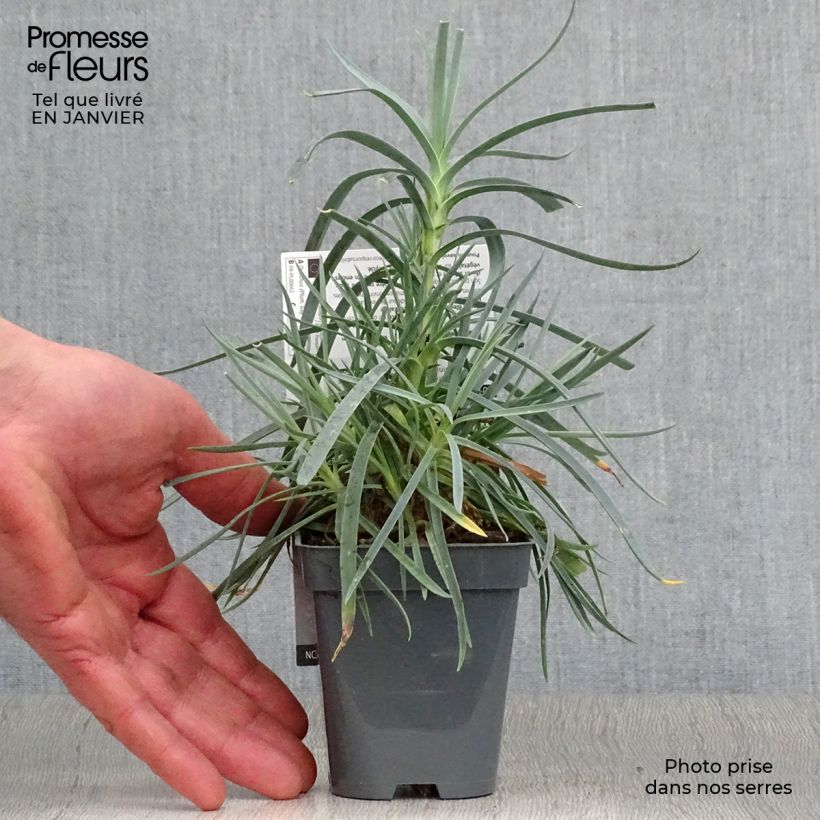 Dianthus plumarius Lady in Red - Garofano strisciante Vasetto da 8/9 cm esemplare consegnato in inverno