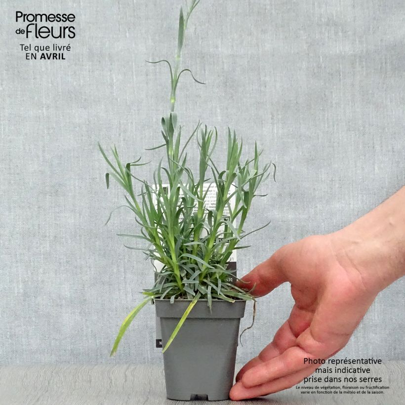 Dianthus plumarius Lady in Red - Garofano strisciante Vasetto da 8/9 cm esemplare consegnato in primavera