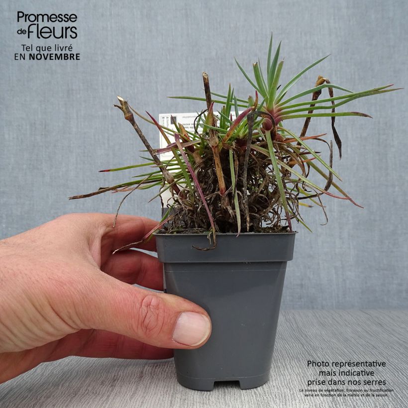 Esemplare di Dianthus plumarius Lily the Pink - Garofano strisciante Vasetto da 8/9 cm come consegnato in autunno