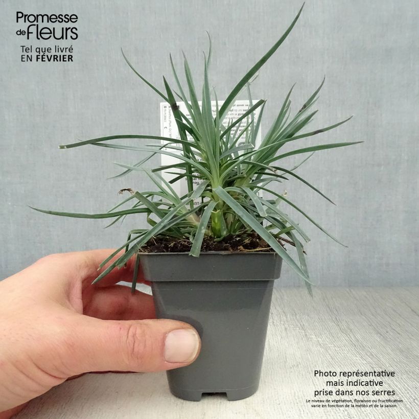 Dianthus plumarius Lily the Pink - Garofano strisciante Vasetto da 8/9 cm esemplare consegnato in inverno