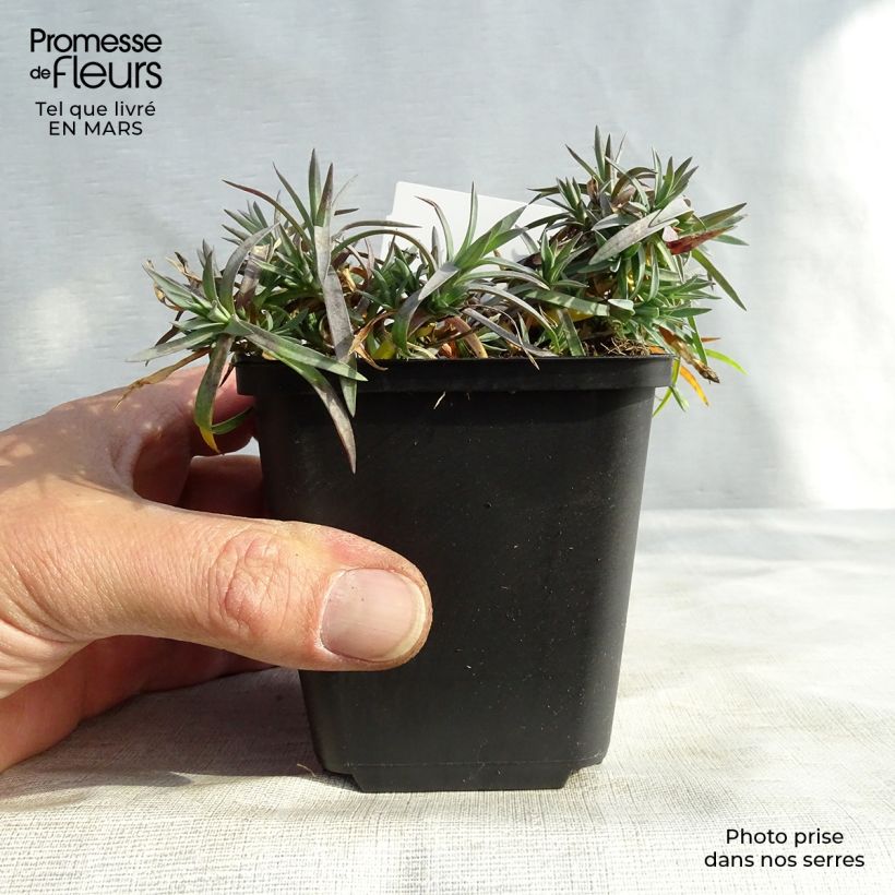 Dianthus plumarius Maggie - Garofano strisciante Vasetto da 8/9 cm esemplare consegnato in inverno