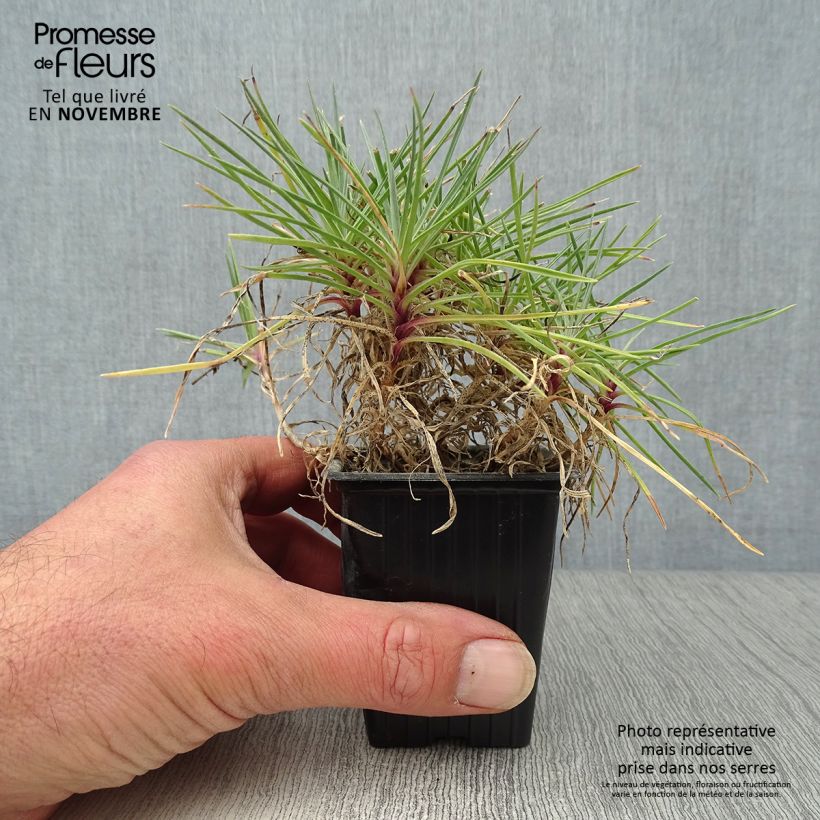 Esemplare di Dianthus plumarius Moulin Rouge - Garofano strisciante Vasetto da 7/8 cm come consegnato in autunno