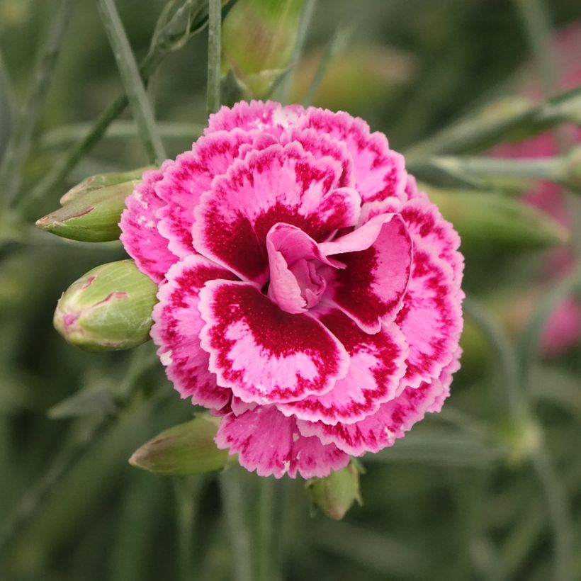Dianthus plumarius Moulin Rouge - Garofano strisciante (Fioritura)