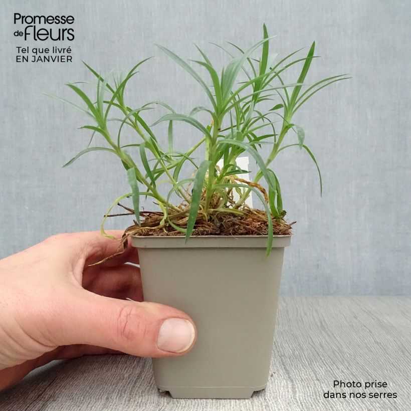 Dianthus plumarius Mrs Sinkins - Garofano strisciante Vasetto da 8/9 cm esemplare consegnato in inverno