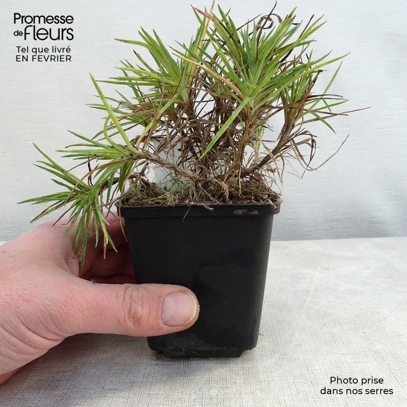 Dianthus plumarius Munot - Garofano strisciante Vasetto da 8/9 cm esemplare consegnato in inverno