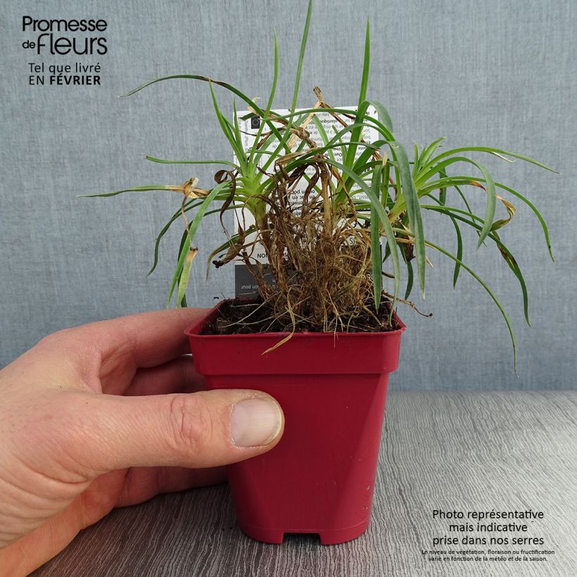 Dianthus plumarius Passion Hot Red - Garofano strisciante Vasetto da 8/9 cm esemplare consegnato in inverno