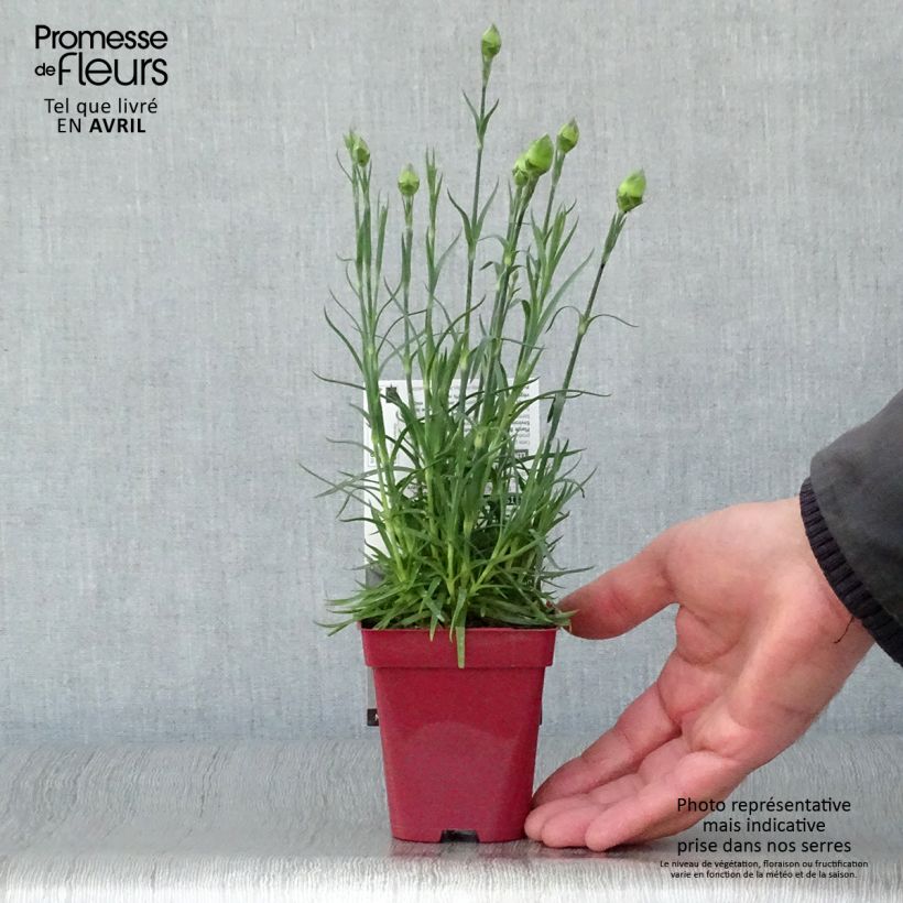 Dianthus plumarius Passion Hot Red - Garofano strisciante Vasetto da 8/9 cm esemplare consegnato in primavera