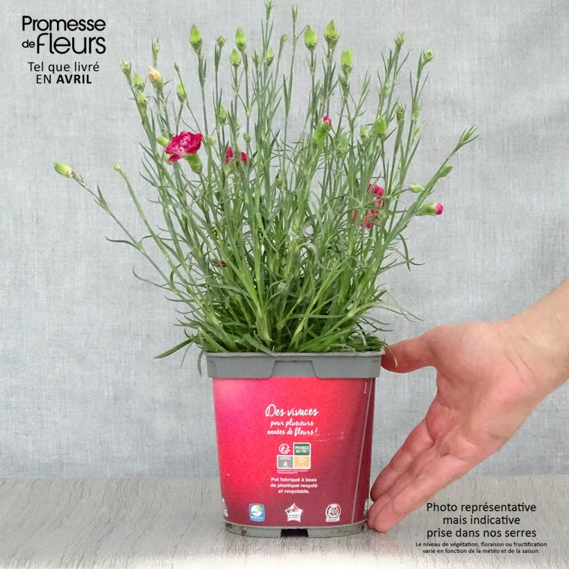 Dianthus plumarius Passion Hot Red - Garofano strisciante Vaso da 2L/3L esemplare consegnato in primavera