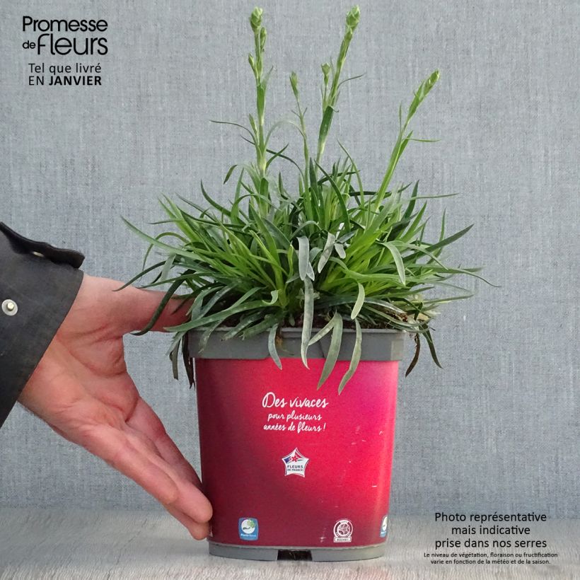 Dianthus plumarius Passion Hot Red - Garofano strisciante Vaso da 2L/3L esemplare consegnato in inverno