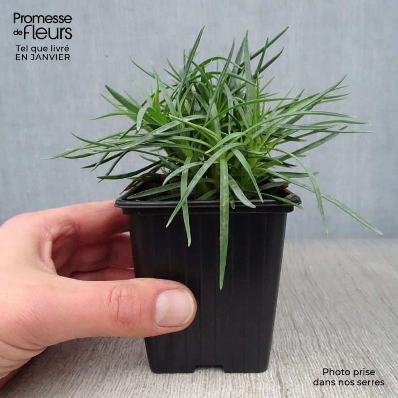 Dianthus plumarius Scent First Iced Gem - Garofano strisciante Vasetto da 7/8 cm esemplare consegnato in inverno