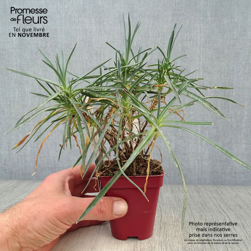 Esemplare di Dianthus plumarius Scent First Memories - Garofano strisciante Vasetto da 7/8 cm come consegnato in autunno