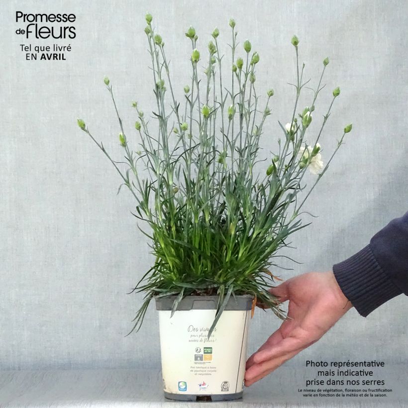 Dianthus plumarius Scent First Memories - Garofano strisciante Vaso da 2L/3L esemplare consegnato in primavera