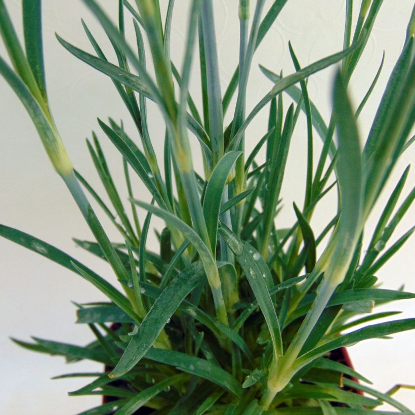 Dianthus plumarius Scent First Memories - Garofano strisciante (Fogliame)