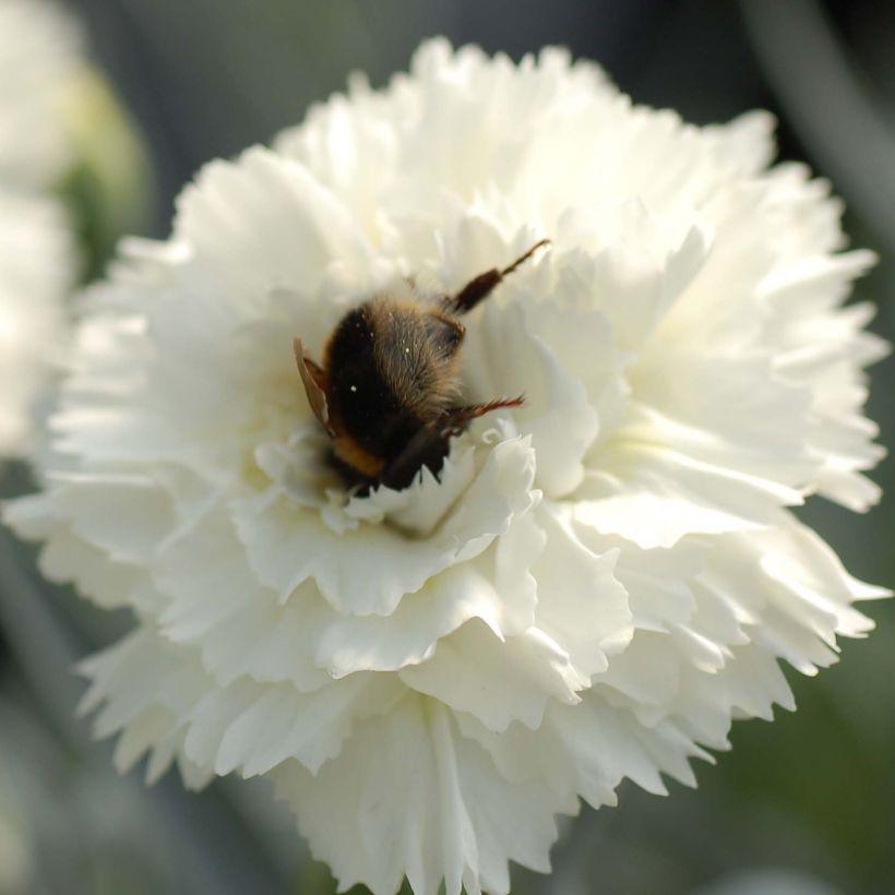 Dianthus plumarius Scent First Memories - Garofano strisciante (Fioritura)