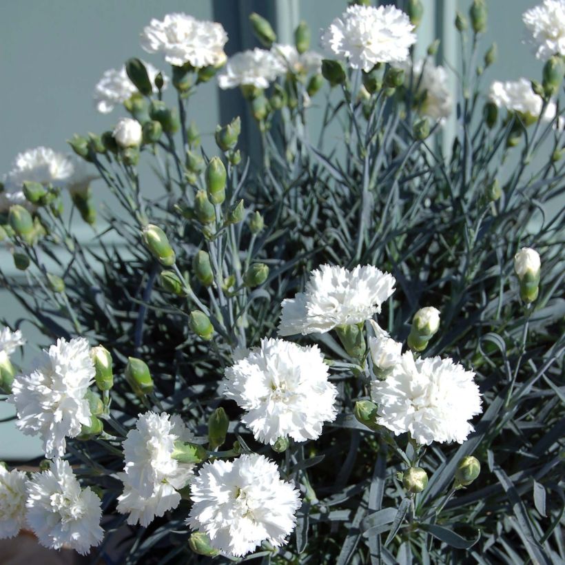 Dianthus plumarius Scent First Memories - Garofano strisciante (Porto)