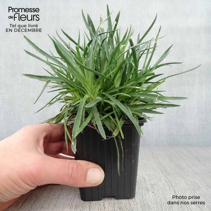 Dianthus plumarius Scent First Memories - Garofano strisciante Vasetto da 7/8 cm esemplare consegnato in inverno