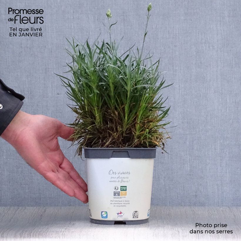 Dianthus plumarius Scent First Memories - Garofano strisciante Vaso da 2L/3L esemplare consegnato in inverno