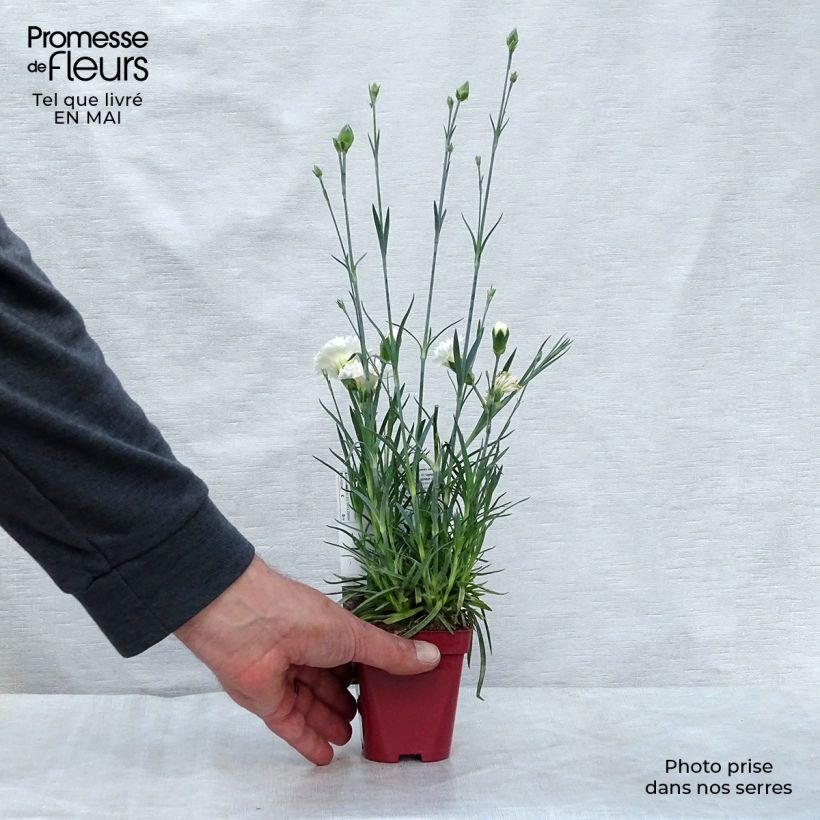 Dianthus plumarius Scent First Memories - Garofano strisciante Vasetto da 7/8 cm esemplare consegnato in primavera