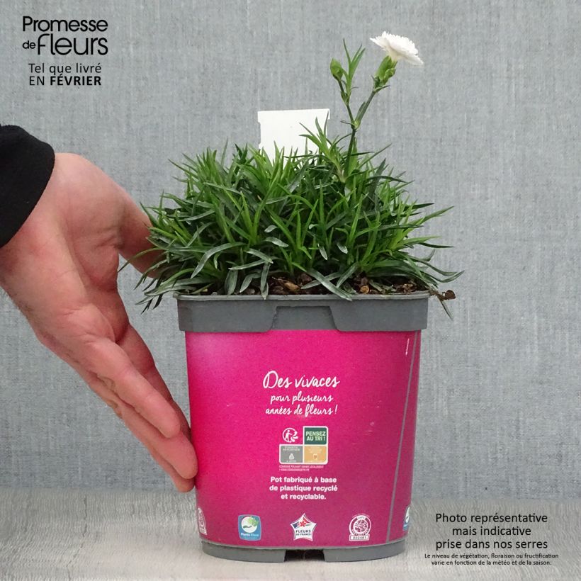 Dianthus plumarius Scent First Raspberry Sundae - Garofano strisciante Vaso da 2L/3L esemplare consegnato in inverno