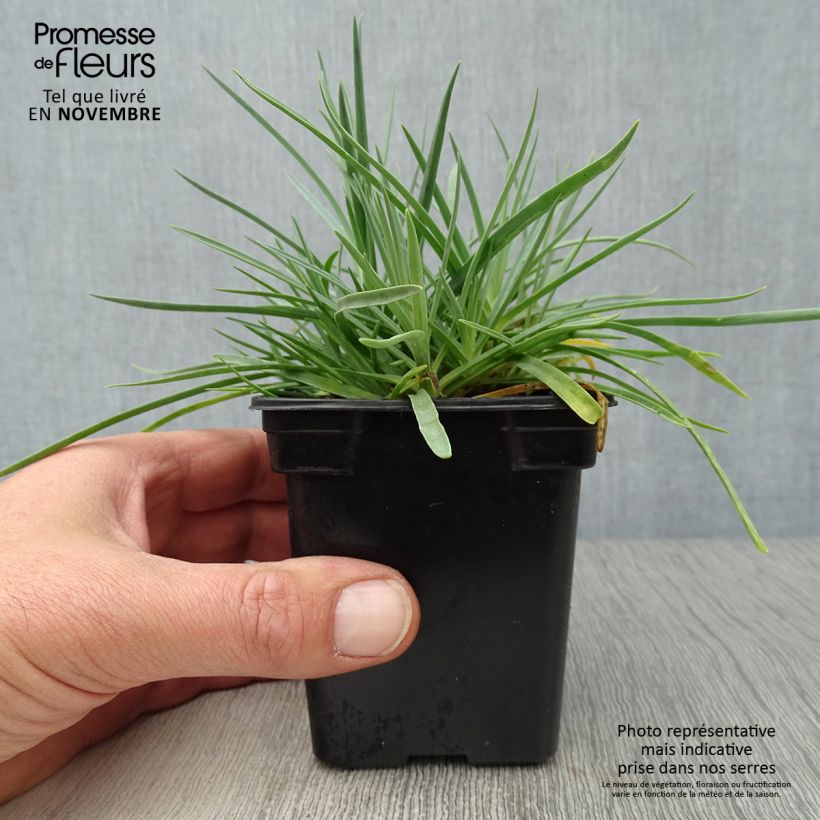 Esemplare di Dianthus plumarius Scent First Romance - Garofano strisciante Vasetto da 7/8 cm come consegnato in autunno