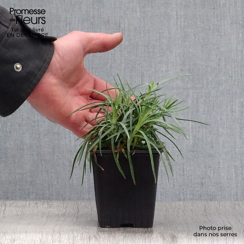 Dianthus plumarius Scent First Romance - Garofano strisciante Vasetto da 7/8 cm esemplare consegnato in inverno