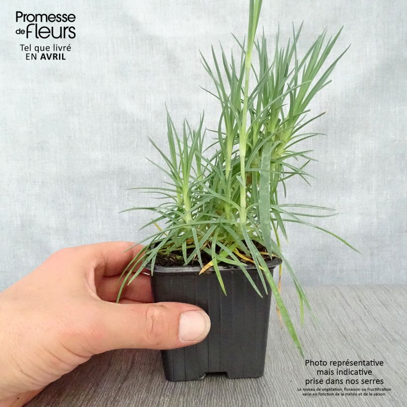 Dianthus plumarius Scent First Romance - Garofano strisciante Vasetto da 7/8 cm esemplare consegnato in primavera