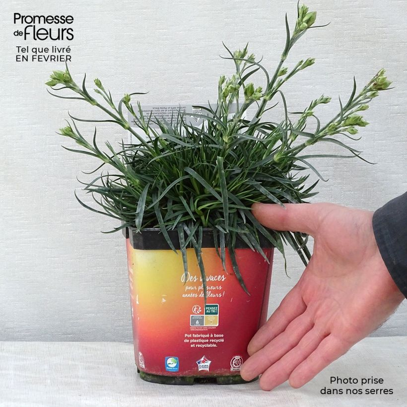 Dianthus plumarius Scent First Romance - Garofano strisciante Vaso da 2L/3L esemplare consegnato in inverno