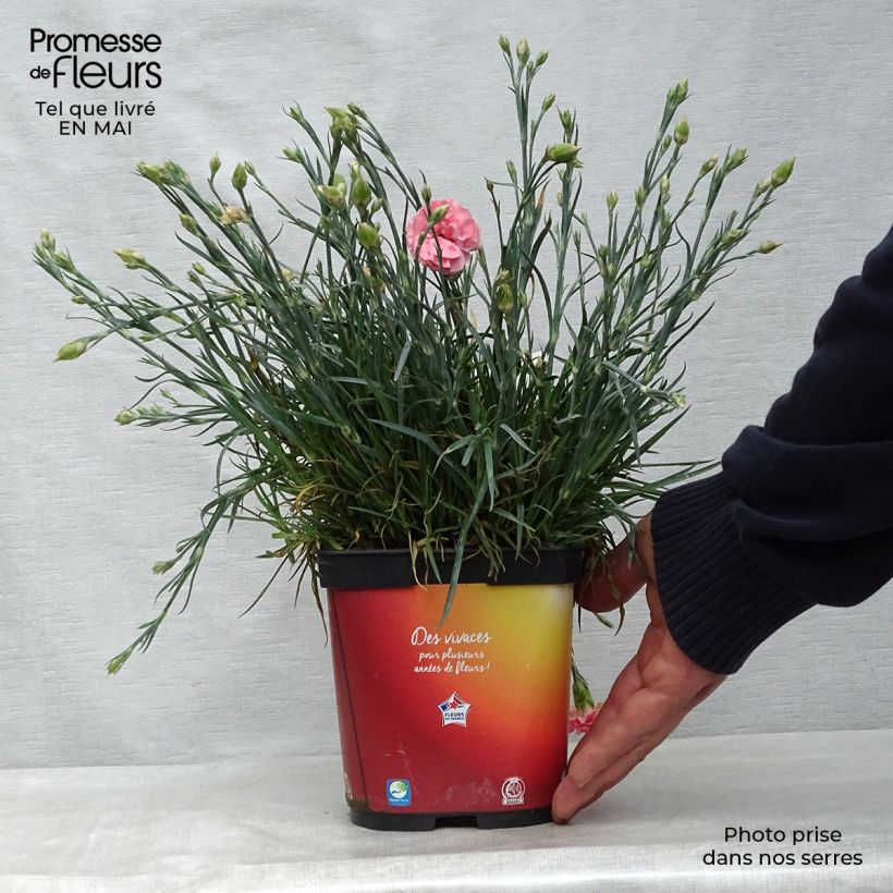Dianthus plumarius Scent First Romance - Garofano strisciante Vaso da 2L/3L esemplare consegnato in primavera