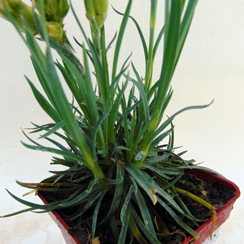 Dianthus plumarius Scent First Romance - Garofano strisciante (Fogliame)