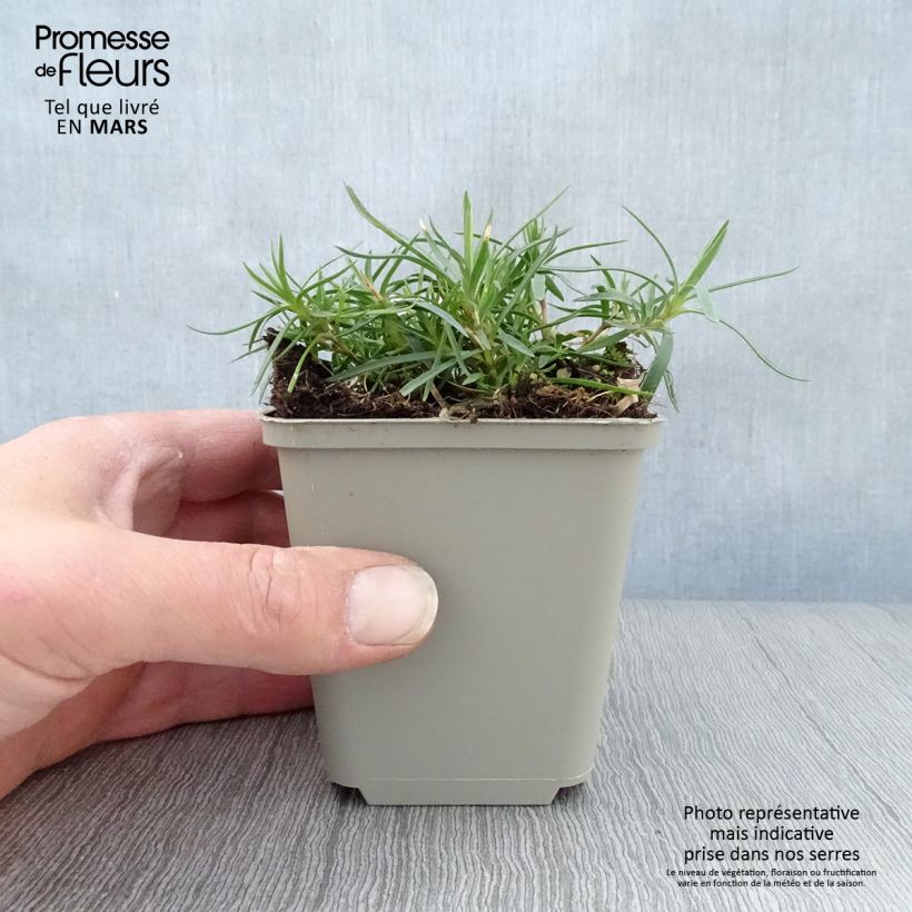 Dianthus spiculifolius - Garofano Vasetto da 8/9 cm esemplare consegnato in primavera