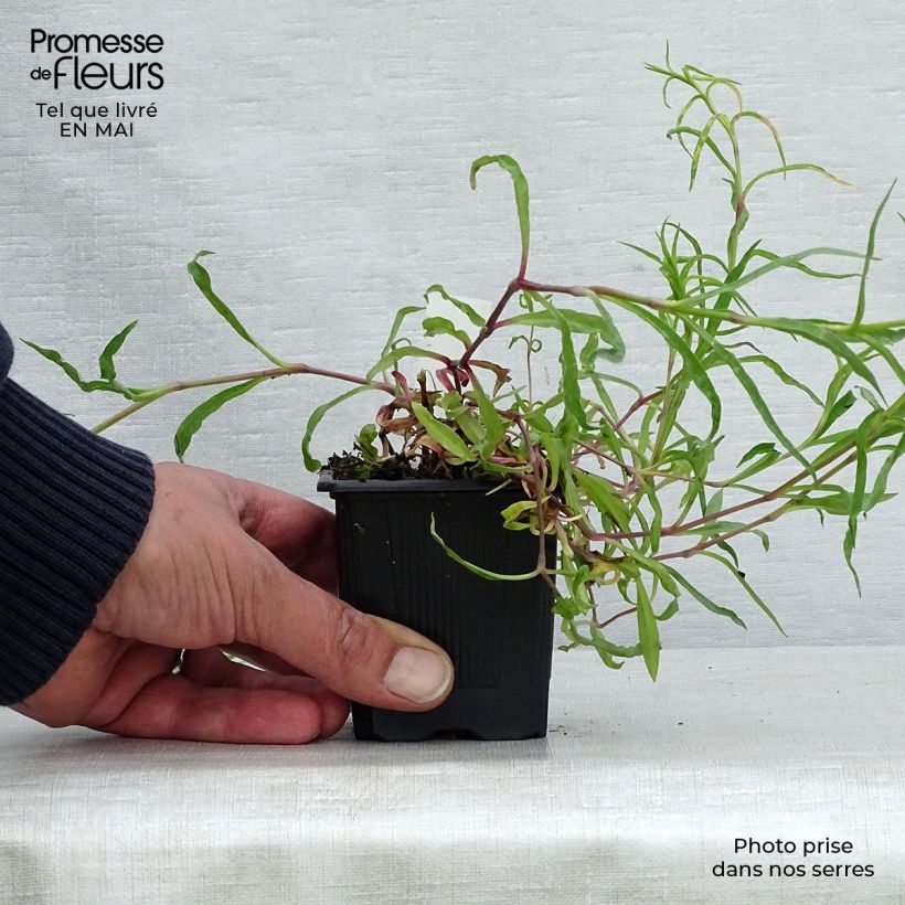 Dianthus superbus - Garofanino frangiato Vasetto da 8/9 cm esemplare consegnato in primavera