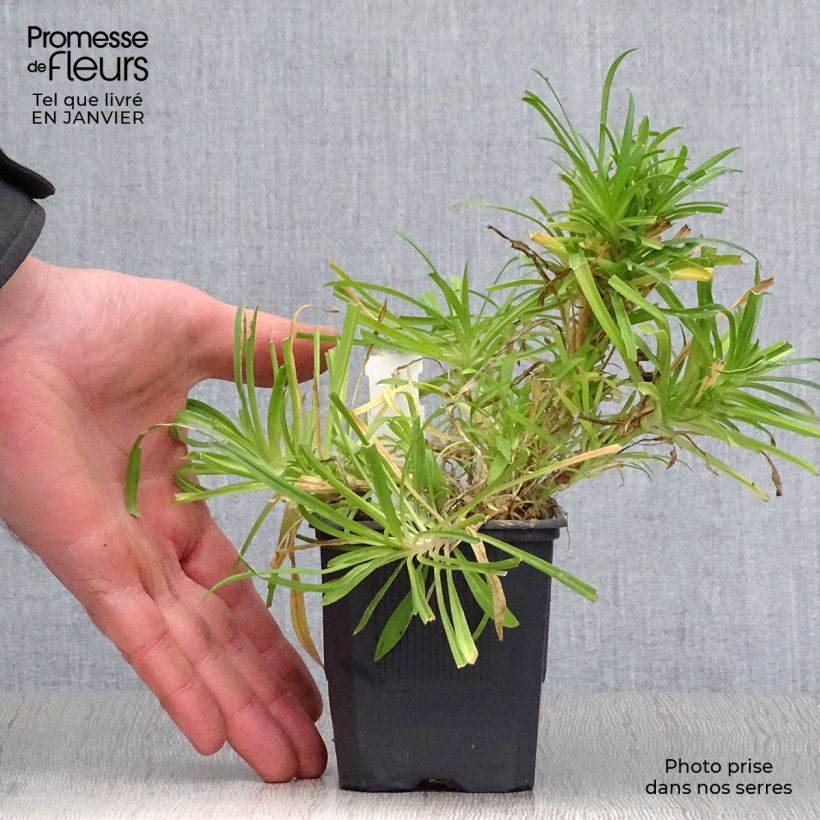 Dianthus superbus - Garofanino frangiato Vasetto da 8/9 cm esemplare consegnato in inverno