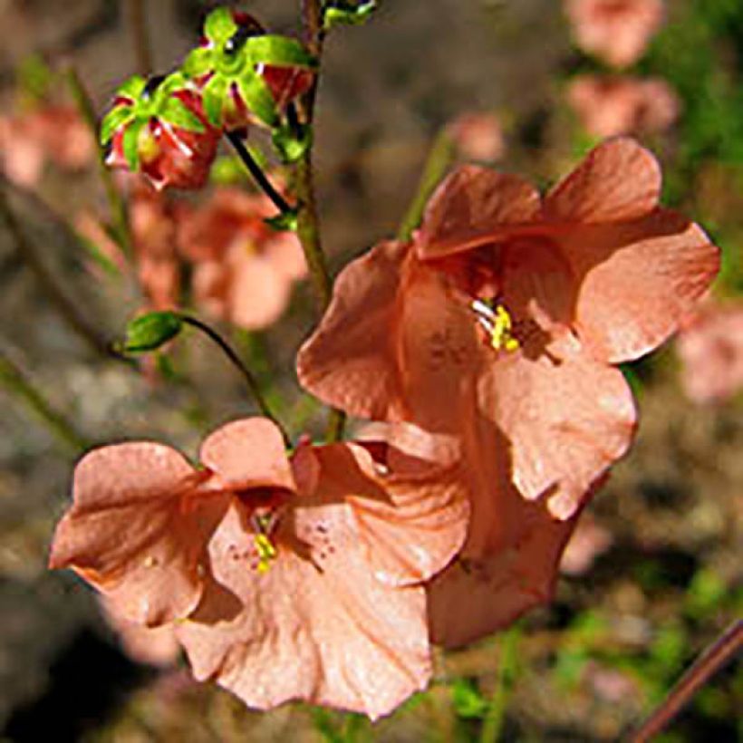 Diascia Blackthorn Apricot (Fioritura)