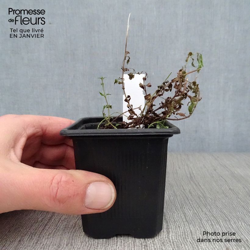 Diascia Ruby Field Vasetto da 8/9 cm esemplare consegnato in inverno