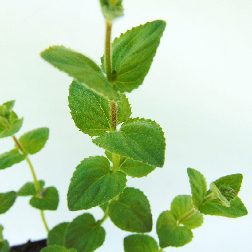 Diascia fetcaniensis (Fogliame)