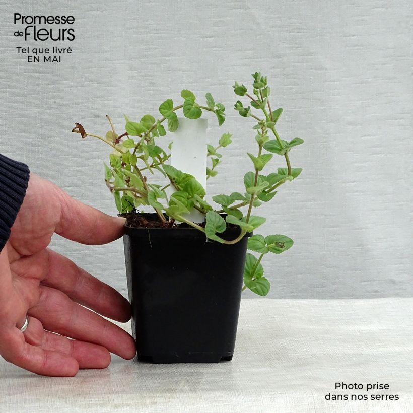 Diascia fetcaniensis Vasetto da 8/9 cm esemplare consegnato in primavera