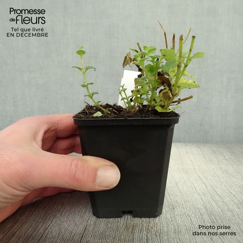 Diascia fetcaniensis Vasetto da 8/9 cm esemplare consegnato in inverno