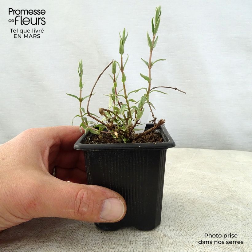 Diascia integerrima Vasetto da 8/9 cm esemplare consegnato in primavera