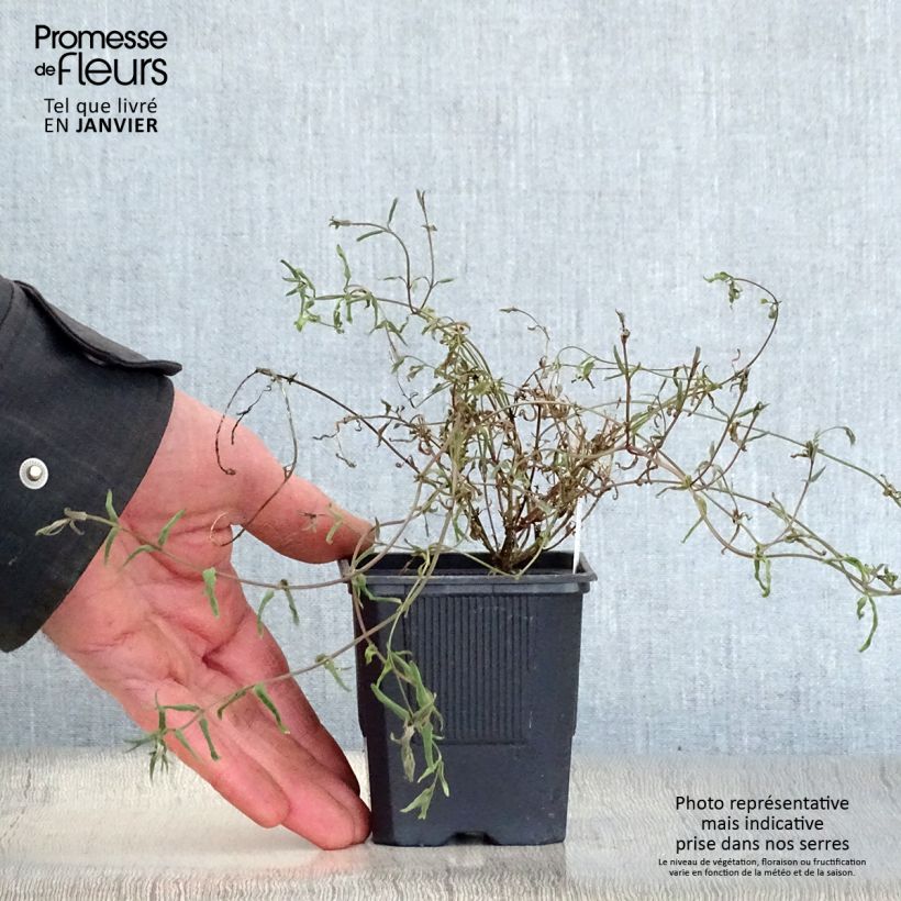 Diascia integerrima Vasetto da 8/9 cm esemplare consegnato in inverno