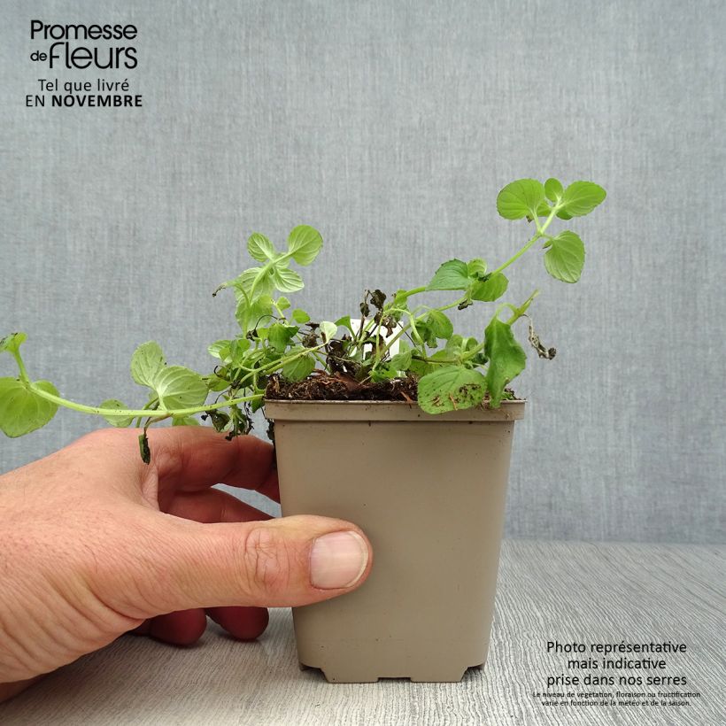 Esemplare di Diascia vigilis Vasetto da 8/9 cm come consegnato in autunno