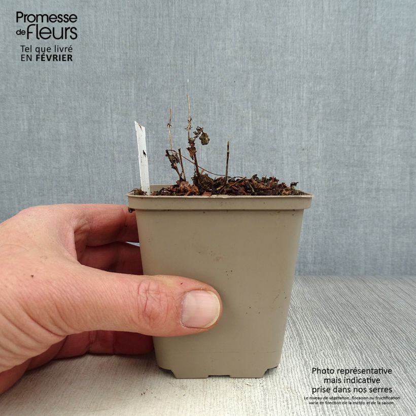 Diascia vigilis Vasetto da 8/9 cm esemplare consegnato in inverno
